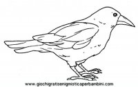 disegni_da_colorare_animali/uccello_uccelli/uccelli_b9666.JPG