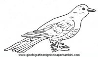 disegni_da_colorare_animali/uccello_uccelli/uccelli_b9667.JPG