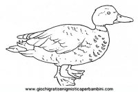 disegni_da_colorare_animali/uccello_uccelli/uccelli_b9670.JPG