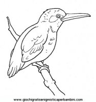 disegni_da_colorare_animali/uccello_uccelli/uccelli_b9673.JPG