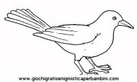 disegni_da_colorare_animali/uccello_uccelli/uccelli_b9674.JPG