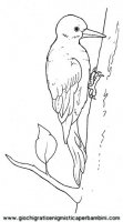 disegni_da_colorare_animali/uccello_uccelli/uccelli_b9681.JPG