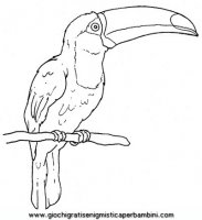 disegni_da_colorare_animali/uccello_uccelli/uccelli_b9688.JPG