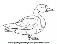 disegni_da_colorare_animali/uccello_uccelli/uccelli_b9690.JPG