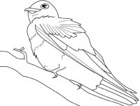 disegni_da_colorare_animali/uccello_uccelli/uccello.jpg