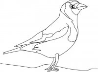 disegni_da_colorare_animali/uccello_uccelli/uccello3.jpg