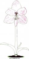 disegni_da_colorare_natura/fiore_fiori/amarylis.JPG