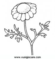 disegni_da_colorare_natura/fiore_fiori/camomilla.JPG