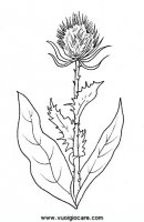 disegni_da_colorare_natura/fiore_fiori/cardo9650.JPG