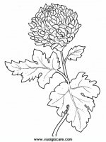 disegni_da_colorare_natura/fiore_fiori/crisantemo9650.JPG