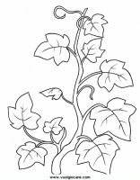 disegni_da_colorare_natura/fiore_fiori/edera9650.JPG
