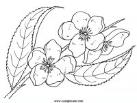 disegni_da_colorare_natura/fiore_fiori/fiorDiPesco.JPG
