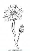 disegni_da_colorare_natura/fiore_fiori/fiordaliso9650.JPG