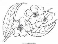 disegni_da_colorare_natura/fiore_fiori/fiordipesco9650.JPG