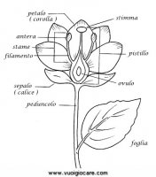 disegni_da_colorare_natura/fiore_fiori/fioreSezione.JPG