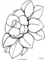 disegni_da_colorare_natura/fiore_fiori/fiori_29.JPG