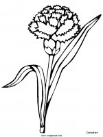 disegni_da_colorare_natura/fiore_fiori/fiori_30.JPG