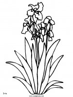 disegni_da_colorare_natura/fiore_fiori/fiori_4.JPG