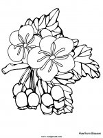 disegni_da_colorare_natura/fiore_fiori/fiori_58.JPG