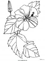 disegni_da_colorare_natura/fiore_fiori/fiori_59.JPG