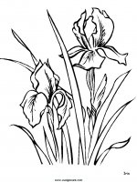 disegni_da_colorare_natura/fiore_fiori/fiori_61.JPG