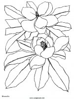 disegni_da_colorare_natura/fiore_fiori/fiori_63.JPG