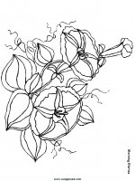 disegni_da_colorare_natura/fiore_fiori/fiori_65.JPG