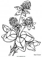 disegni_da_colorare_natura/fiore_fiori/fiori_72.JPG