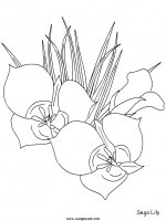 disegni_da_colorare_natura/fiore_fiori/fiori_76.JPG