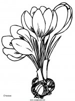 disegni_da_colorare_natura/fiore_fiori/fiori_8.JPG