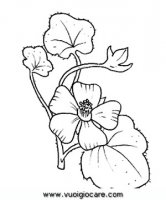 disegni_da_colorare_natura/fiore_fiori/malva.JPG