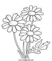 disegni_da_colorare_natura/fiore_fiori/margherita.JPG
