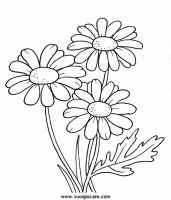 disegni_da_colorare_natura/fiore_fiori/margherita9650.JPG