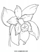 disegni_da_colorare_natura/fiore_fiori/orchidea.JPG