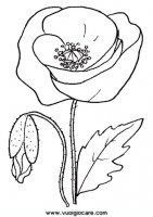 disegni_da_colorare_natura/fiore_fiori/papavero.JPG