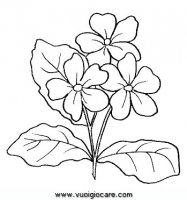 disegni_da_colorare_natura/fiore_fiori/primula.JPG
