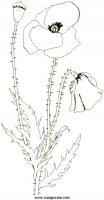 disegni_da_colorare_natura/fiore_fiori/redpoppy.JPG