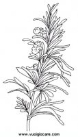 disegni_da_colorare_natura/fiore_fiori/rosmarino.JPG