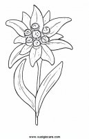 disegni_da_colorare_natura/fiore_fiori/stellaalpina19650.JPG