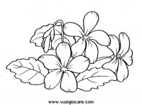 disegni_da_colorare_natura/fiore_fiori/viola.JPG