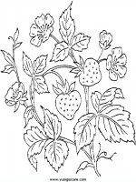 disegni_da_colorare_natura/frutta_frutti/19.JPG