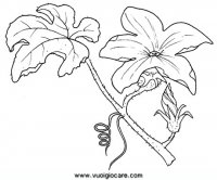 disegni_da_colorare_natura/verdura/zucca_fiore.JPG