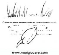 disegni_da_colorare_scienze/ciclo_della_pianta/cicloPianta2.JPG