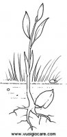 disegni_da_colorare_scienze/ciclo_della_pianta/cicloPianta4.JPG