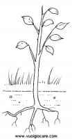 disegni_da_colorare_scienze/ciclo_della_pianta/cicloPianta5.JPG