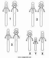 disegni_da_colorare_scienze/corpo_umano/cromosomi9650.JPG