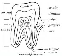 disegni_da_colorare_scienze/corpo_umano/dente_sezione9650.JPG