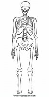 disegni_da_colorare_scienze/corpo_umano/scheletro9650.JPG