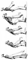 disegni_da_colorare_scienze/evoluzione_uomo/evoluzione_uomo_b2.jpg