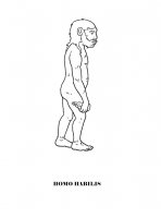 disegni_da_colorare_scienze/evoluzione_uomo/homoHabilis.jpg